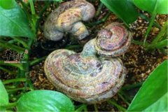灵芝的神奇功效 抗衰老安神镇静