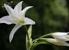 细看百合花的几大用途 你一定要知道