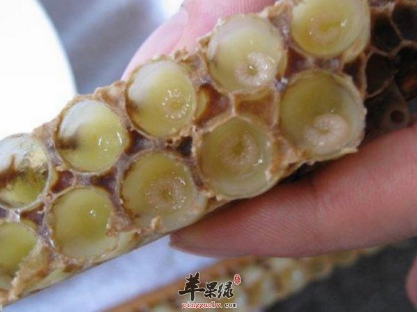 蜂王浆禁忌人群 蜂王浆的食用量