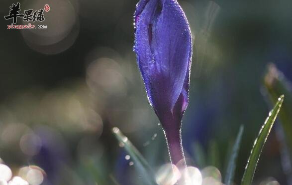 藏红花泡水——调节身体防疾病