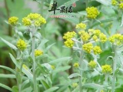 益母草怎么吃效果是比较好的