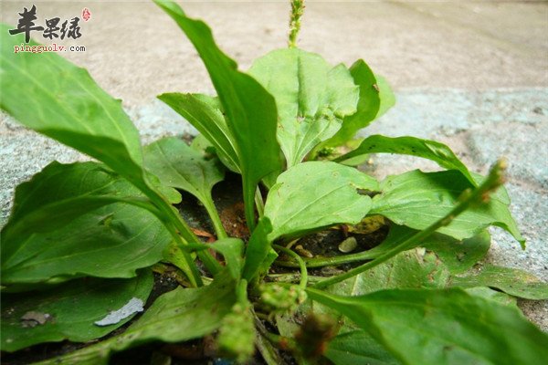 车前子的食用方法能够治疗疾病