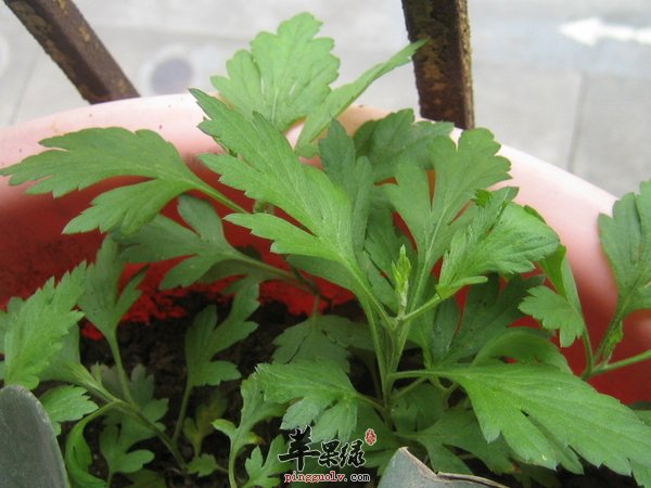 艾叶的药理作用 艾叶有哪些好处