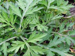 艾叶的药理作用 艾叶有哪些好处