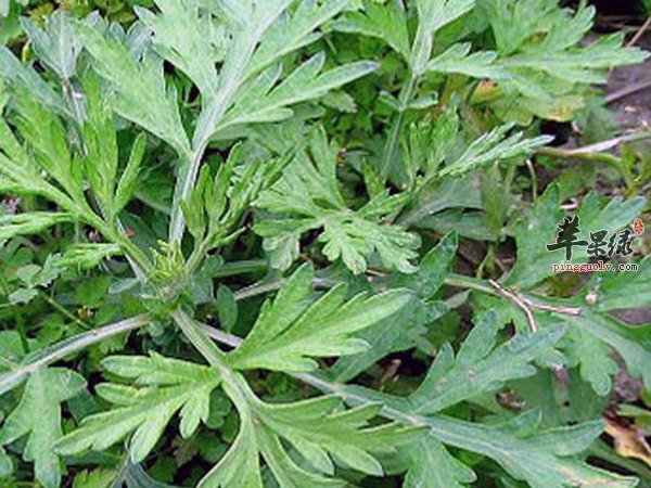 艾叶的药理作用 艾叶有哪些好处