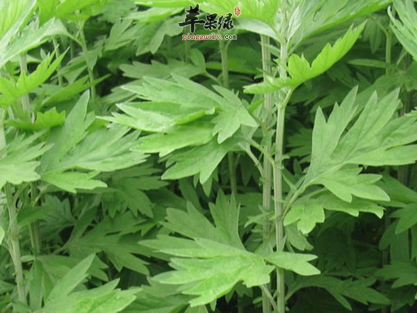 艾叶泡脚方法 艾叶泡脚注意事项