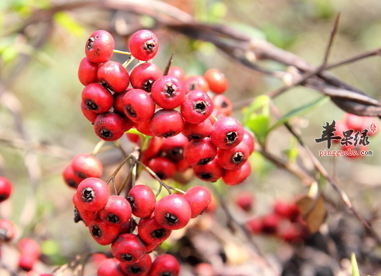 小丑火棘与火棘的区别都有哪些