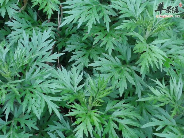 用艾叶调理身体 怎么吃中草药艾叶