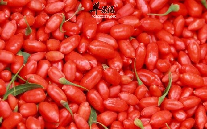 枸杞不是女性专利 它也适合男性食用