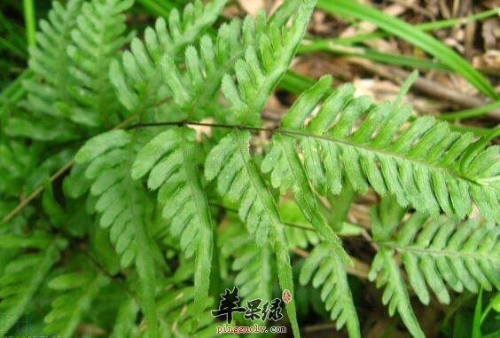 苹果绿 中药大全 功效与作用