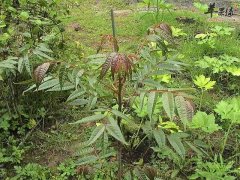 如何挑选优质香椿 教