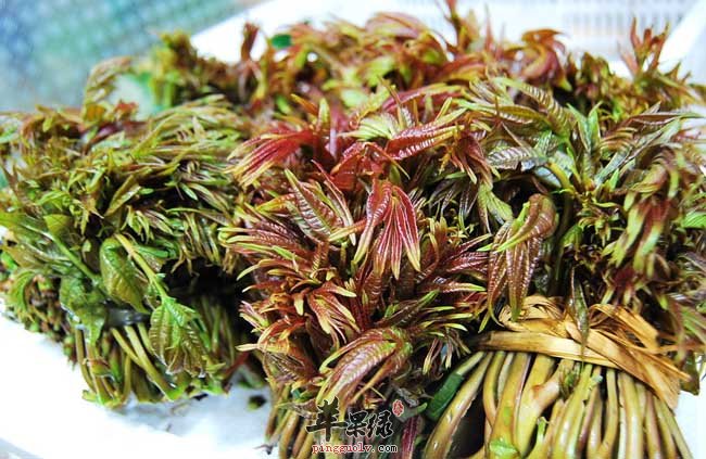 教你更好的吃香椿 这样吃香椿才健康