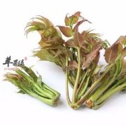 教你更好的吃香椿 这