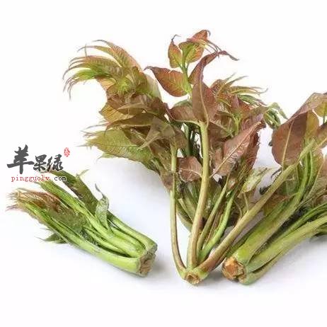 教你更好的吃香椿 这样吃香椿才健康