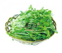 香椿的储存方法 这样