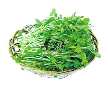 香椿的储存方法 这样吃香椿更好