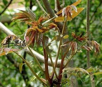 香椿的储存方法 这样吃香椿更好