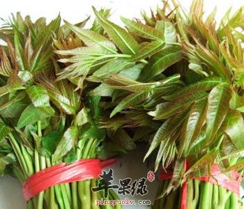 香椿的储存方法 这样吃香椿更好