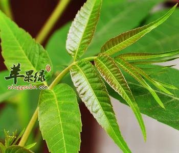 食用香椿的禁忌 这样吃香椿才更健康