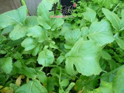 推荐春季多吃野菜 这几款野菜不能错过