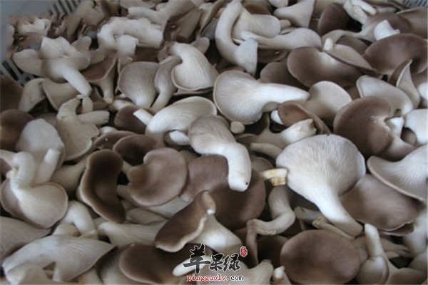 多吃蘑菇效果好 补血瘦身降血压