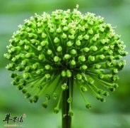 三七花的功效和作用有哪些