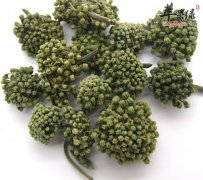 三七花的选购方法大家了解吗