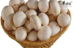 野生菌的三个种类营