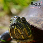 孕妇可以吃乌龟吗 什