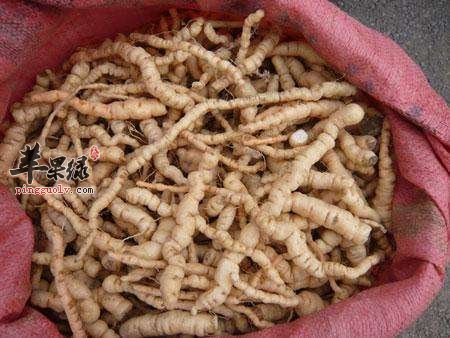 生地黄可以泡水喝吗 能天天喝吗