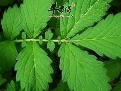 仙鹤草的副作用都有哪些 服用需要注意