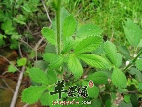 仙鹤草能泡水喝吗 仙鹤草泡水喝好吗