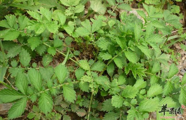 仙鹤草能泡水喝吗 仙鹤草泡水喝好吗