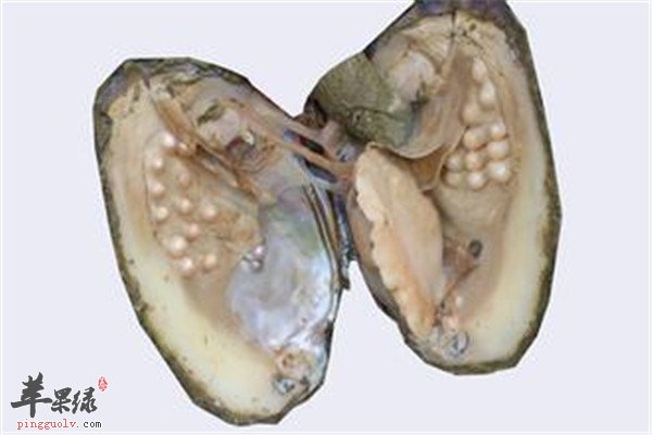 河蚌的营养分析以及养生功效