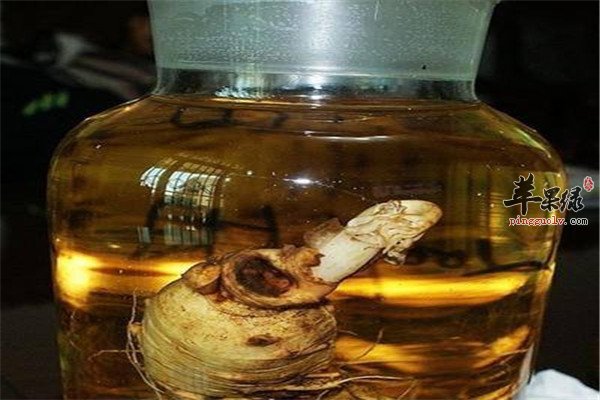 牛膝强腰酒——祛风湿强筋骨壮腰膝