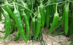 尖椒怎么吃才能不那