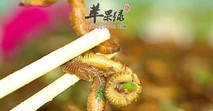 关于炖禾虫的详细做法介绍_苹果绿