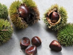 栗子的营养成分有哪