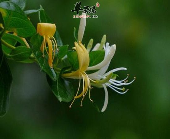 金银花的功效和作用有哪些