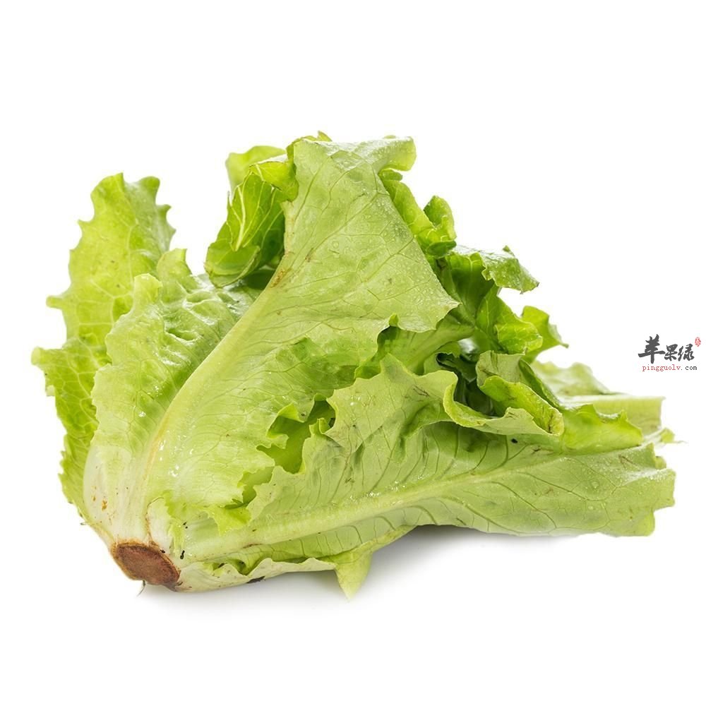 教你挑选新鲜优质的生菜小妙招