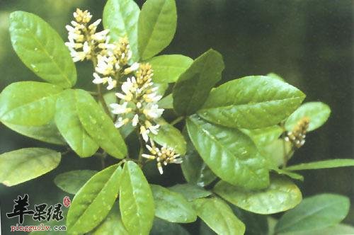 苹果绿 中药大全 功效与作用