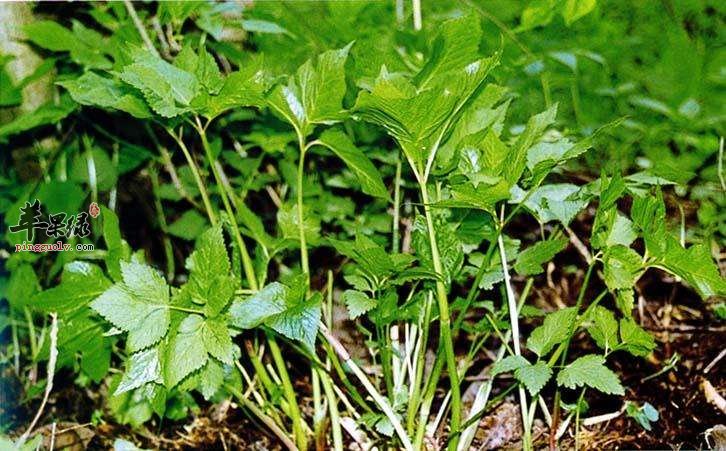 蜘蛛香的用法用量和选方介绍