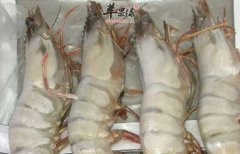 海虾不能够和什么食