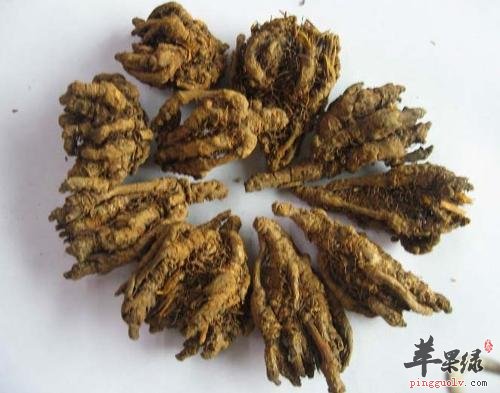 黄连的药理用途与食用禁忌介绍