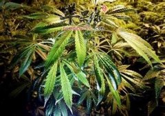 大麻的功效与作用 大麻和蓖麻的区别 大麻的图片 苹果绿