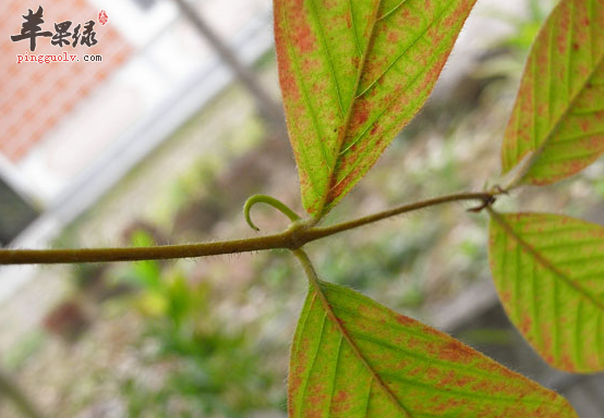 毛钩藤的用药配伍方式介绍