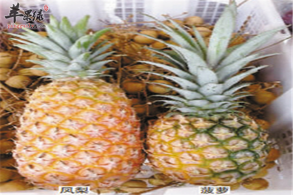 不同方面教你区分菠萝和凤梨