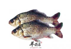 鲫鱼的食用注意事项