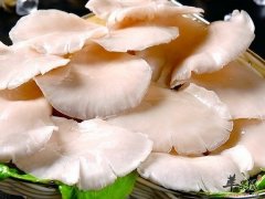 平菇的做法 平菇怎么