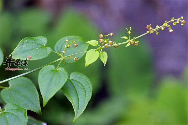 茜草的食療方法以及治病功效